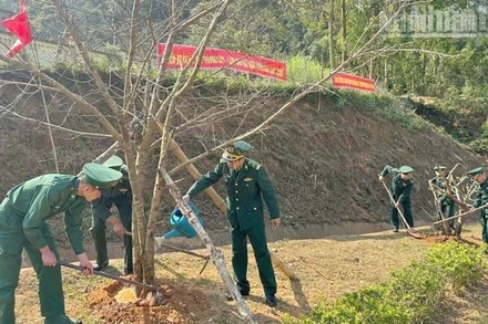 Cán bộ, chiến sĩ Đồn Biên phòng Phiêng Pằn trồng và chăm sóc cây.