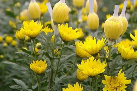 [Video] Sắc xuân rộn ràng trên những cánh đồng hoa Tây Tựu