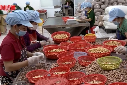 [Video] Xuất khẩu điều “bùng nổ” vào đầu năm 2026