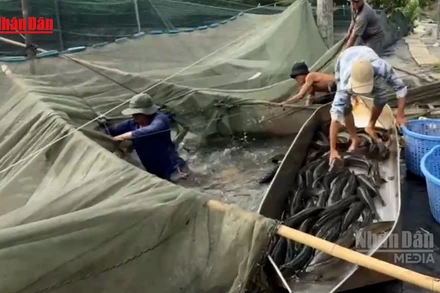[Video] Làng nuôi cá lóc Đồng Nai vào cao điểm thu hoạch dịp vía Thần Tài