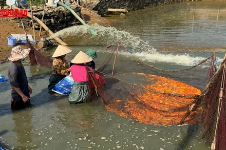 [Video] Thủ phủ cá chép đỏ ở Đồng Nai nhộn nhịp trước ngày Ông Táo