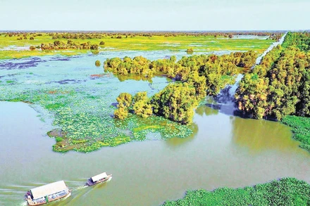 Một góc Vườn quốc gia Tràm Chim. Ảnh: THÀNH HƯNG