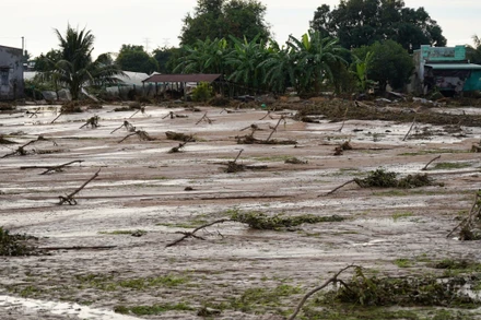 Vườn cây của người dân hư hỏng, không có dấu hiệu sự sống sau khi nước lũ, bùn đất tràn qua.