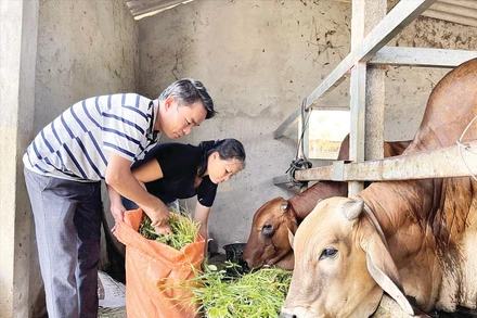 Mô hình nuôi bò giúp giảm nghèo bền vững ở Nghệ An.