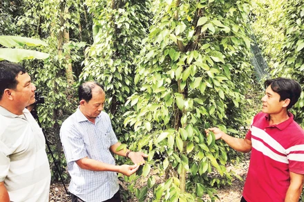 Trồng hồ tiêu được nhiều hộ dân lựa chọn để phát triển kinh tế.