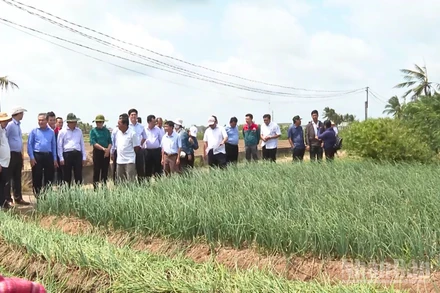 Chuyên gia và lãnh đạo thành phố Cần Thơ tham quan mô hình trồng hành tím tại phường Vĩnh Châu.