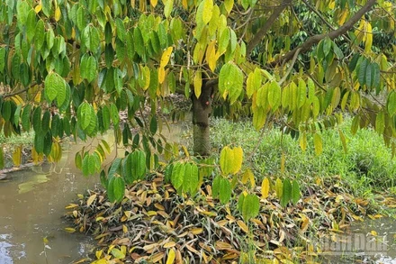 Nhiều cây sầu riêng của nhà vườn có khả năng chết dần.