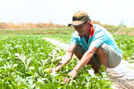 Bà con nông dân trên địa bàn xã Vị Thủy chăm sóc vườn rau để phát triển kinh tế gia đình.