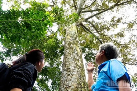 Cây sầu riêng 100 năm tuổi tại cù lao Tân Lộc, thuộc phường Tân Lộc, thành phố Cần Thơ