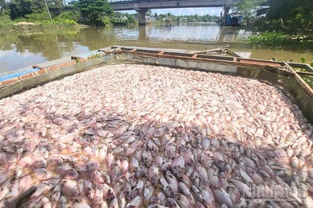 Nhiều hộ nuôi cá trong lồng bè tại thành phố Cần Thơ có cá bị chết hàng loạt.