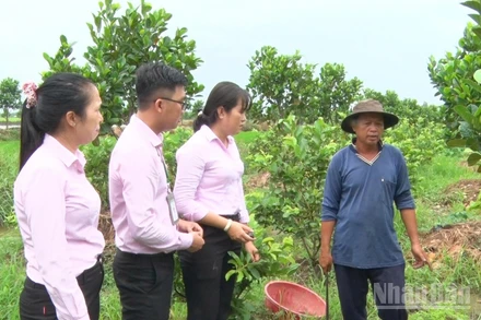 Cán bộ Phòng giao dịch Ngân hàng Chính sách Xã hội thăm mô hình hộ vay vốn đầu tư sản xuất nông nghiệp.