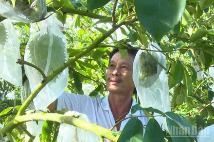 Ông Ngô Văn Nhiều, thành viên Hợp tác xã Mãng cầu xiêm Hòa Mỹ, thành phố Cần Thơ chăm sóc vườn mãng cầu xiêm.