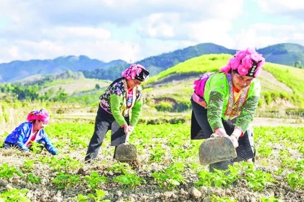 Người dân bản Háng Lìa A chăm sóc cây khoai tây lần đầu tiên được trồng trên đất ruộng.