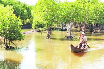 Không ít hộ nông dân ở xã Vĩnh Hậu (Cà Mau) làm giàu nhờ mô hình nuôi tôm, cua dưới tán rừng đước.