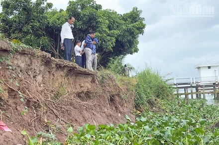 Đoạn sạt lở ăn sâu vào đường đan ở ấp Vàm Lịch, xã Cái Nhum. 