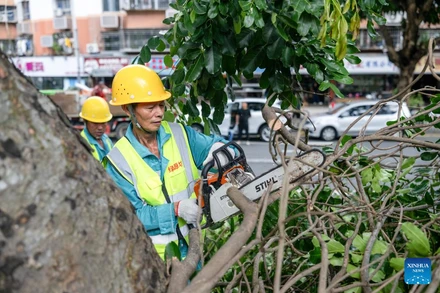 Một nhân viên đang cắt tỉa cây xanh đề phòng bão Ragasa tại Thâm Quyến, miền nam Trung Quốc. (Ảnh: Tân Hoa xã)