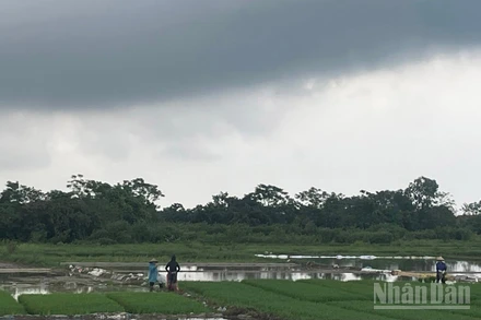 Dự báo khu vực Hà Nội có lúc có mưa rào và dông, cục bộ có nơi mưa to. (Ảnh minh họa: Đ.T)