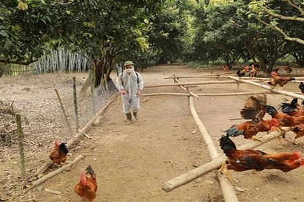 Ảnh minh họa: (Nguồn VNA)