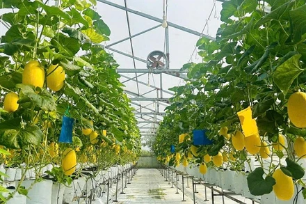 Từ mảnh đất cằn cỗi trở thành nhà lưới lúc lỉu quả ngọt, sạch, chất lượng.