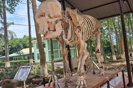 Bộ xương voi cái (60 tuổi) được trưng bày tại khuôn viên văn phòng Vườn quốc gia Pù Mát.