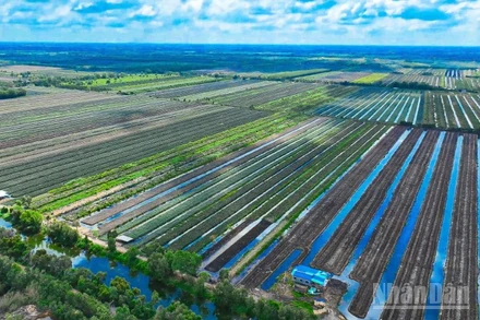 Vùng nguyên liệu khóm ở Đồng Tháp Mười (tỉnh Đồng Tháp).