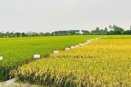 Sản xuất nông nghiệp tháng 7/2025 và 7 tháng năm 2025 duy trì đà ổn định. (Ảnh: HNV)