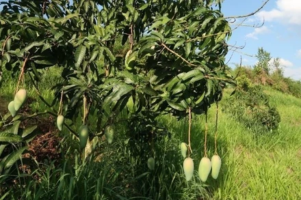 Mô hình trồng cây ăn quả hợp tác giữa Việt Nam và Australia. (Ảnh: ĐẠI SỨ QUÁN AUSTRALIA TẠI VIỆT NAM)