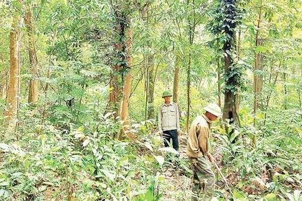 Bảo vệ và phát triển rừng chính là góp phần xanh hoá trái đất. (Ảnh; HƯƠNG GIANG, BÁO NHÂN DÂN).