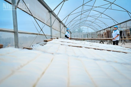 Người thợ làm mì Chũ tại Hợp tác xã Trại Lâm, xã Nam Dương, tỉnh Bắc Ninh phơi sản phẩm trong nhà màng.
