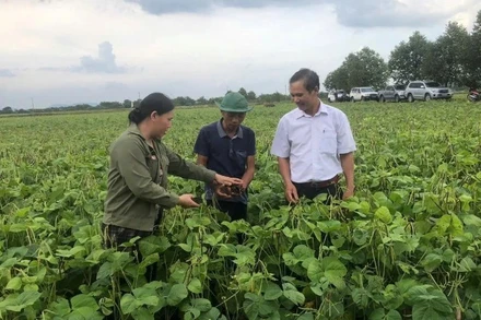 Nông dân xã Đức Minh, tỉnh Hà Tĩnh thu hoạch giống đậu xanh 12ĐX02.