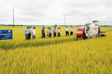 Tỉnh Quảng Trị hiện có hơn 2.000ha lúa áp dụng mô hình giảm phát thải khí nhà kính.