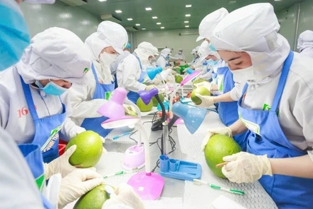 Xử lý kỹ thuật cho trái bưởi trước khi xuất khẩu tại Công ty cổ phần Tập đoàn Xuất nhập khẩu trái cây Chánh Thu. (Ảnh: MINH ANH)