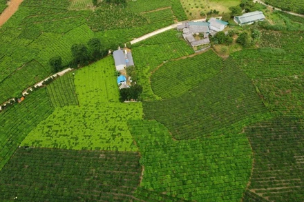 Xã Bản Lầu có hơn 2.500ha chè, mang lại nguồn thu nhập ổn định cho nhân dân.