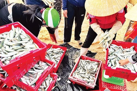 Thủy sản vùng Đồng bằng sông Hồng đa dạng với các loài nước ngọt, nước mặn, nước lợ.