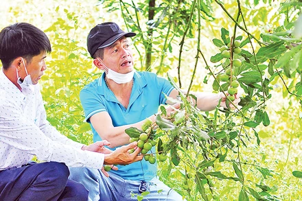 Lâm Đồng là địa phương dẫn đầu cả nước về diện tích và năng suất trồng mắc-ca.