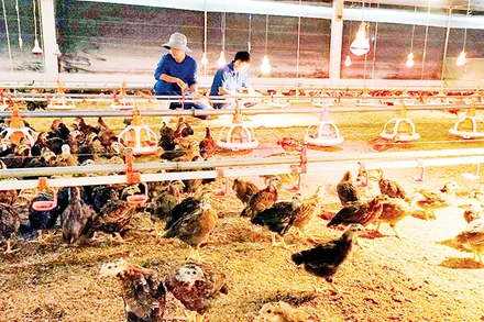 Mô hình chăn nuôi gà khép kín, sử dụng đệm lót sinh học của anh Nguyễn Văn Vượng, xã Nam Ban Lâm Hà, tỉnh Lâm Đồng.