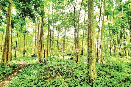 Đa dạng sinh học tại Vườn quốc gia Chư Mom Ray.