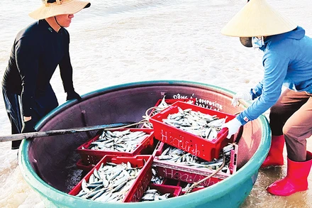 Khai thác hải sản là một trong những nghề truyền thống của người dân ven biển vùng Đồng bằng sông Hồng.