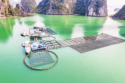 Mô hình trang trại lồng bè nuôi hải sản và rong sụn kết hợp du lịch trải nghiệm ở Quảng Ninh. 