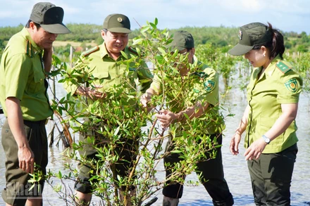 Các cán bộ ngành Lâm nghiệp tỉnh Đắk Lắk kiểm tra tốc độ phục hồi của cây đước vòi.
