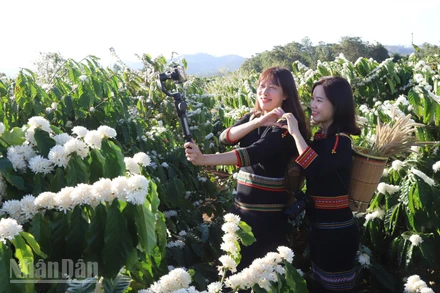 Các bạn trẻ check-in giữa vườn hoa cà-phê.