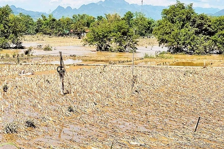 Nhiều diện tích sản xuất nông nghiệp tại Cao Bằng bị thiệt hại, mất trắng. 