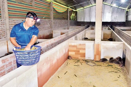 Anh Đinh Tiến Hoàng cho dúi ăn.