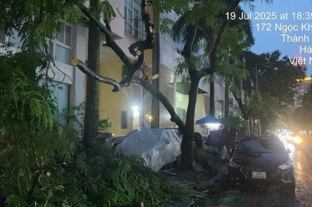 Cơn dông lốc làm nhiều cây xanh gãy đổ tại Hà Nội chiều 19/7.