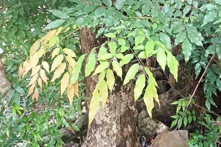 Cây Mán đĩa mọc rải rác trong rừng ở nhiều nơi trong tỉnh Quảng Trị.