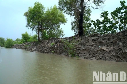 Một đoạn kênh Cùng-Tư Gà (thuộc địa bàn xã Rạch Chèo, huyện Phú Tân) đã thi công dù chưa đủ thủ tục theo quy định. 