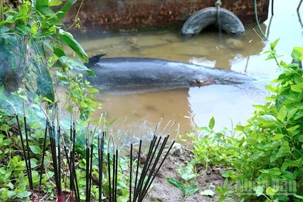 Xác cá heo chết trôi dạt vào mé sông Ông Đốc ngay chân cầu Khánh An (xã Khánh An, huyện U Minh, tỉnh Cà Mau).