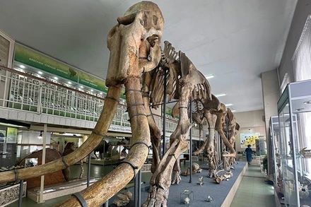 Hóa thạch voi đực có tên gọi Arkhip. (Ảnh: THÙY VÂN)