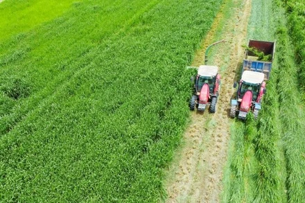 Trang trại Vinamilk Green Farm. (Ảnh: VI NAM)