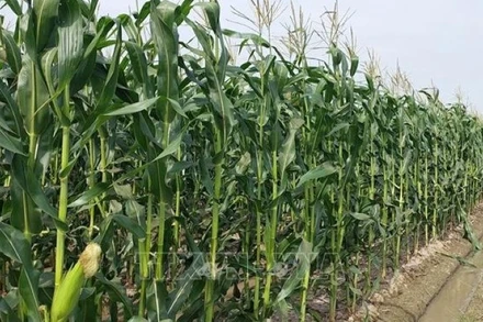 Ngô trồng ở xã Vĩnh Phú Đông, huyện Phước Long, được trồng theo quy trình sinh học và được chứng nhận sản phẩm OCOP 3 sao. (Ảnh: TUẤN KIỆT/TTXVN)